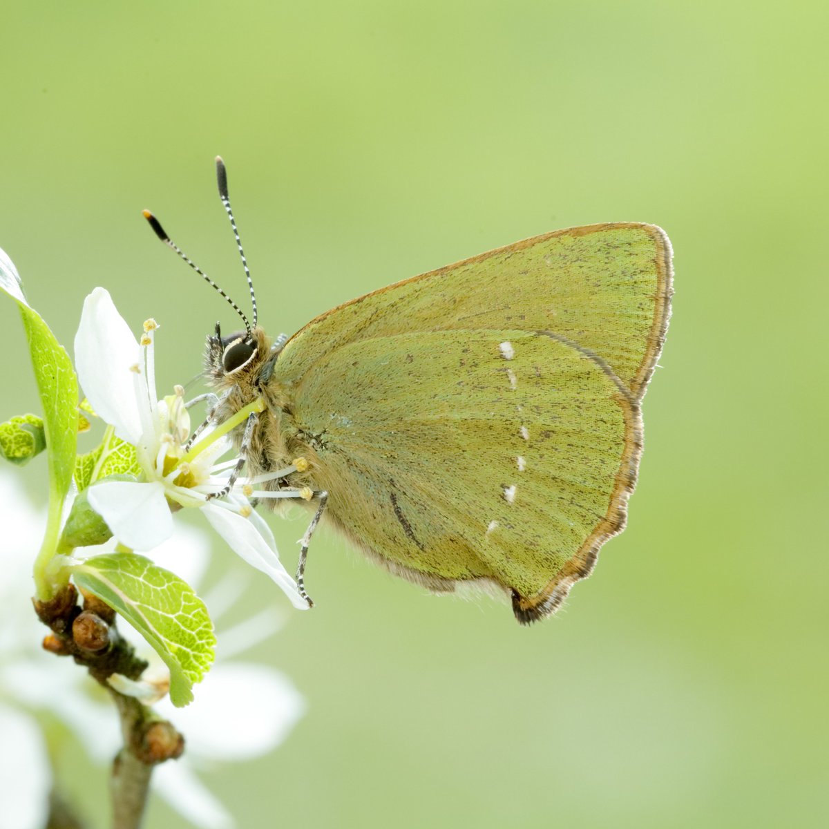Guided butterfly walk this Sunday, May 12th at @NNorthantsC's Fermyn Woods Country Park from 10am-2pm! Meet at the Skylark Café. #SpeciesRecoveryProgramme targets Dingy & Grizzled Skipper + others on the wing! 🦋✨ More info: butterfly-conservation.org/events/fermyn-… @BedsNthantsBC
