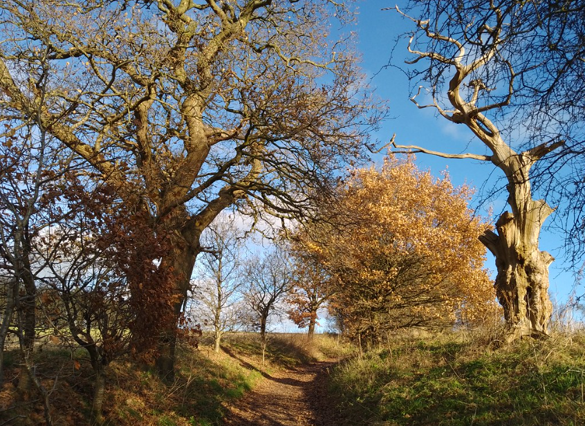 Lovely path going through the Osmaston Estate, Derbyshire 👍🌞🌳