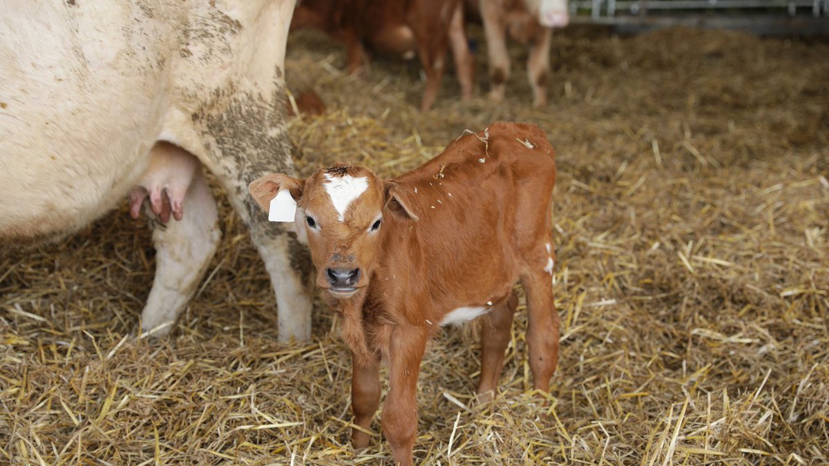 ✔️Victoire historique pour les animaux en #Belgique ! La Chambre des représentants a inscrit le #bienêtreanimal dans la Constitution. Un immense pas en avant pour la protection des animaux. 👉 Un exemple à suivre pour tous les autres pays, notamment en France où la #FBB se bat…