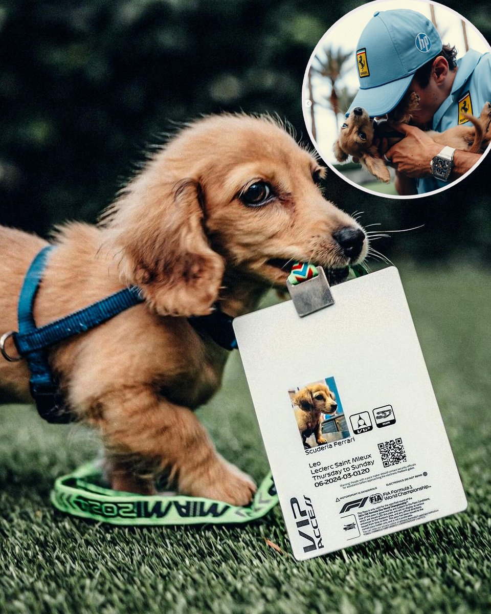 Leclerc's puppy Leo had his own paddock pass in Miami ❤️🐶 (via charles_leclerc/IG)
