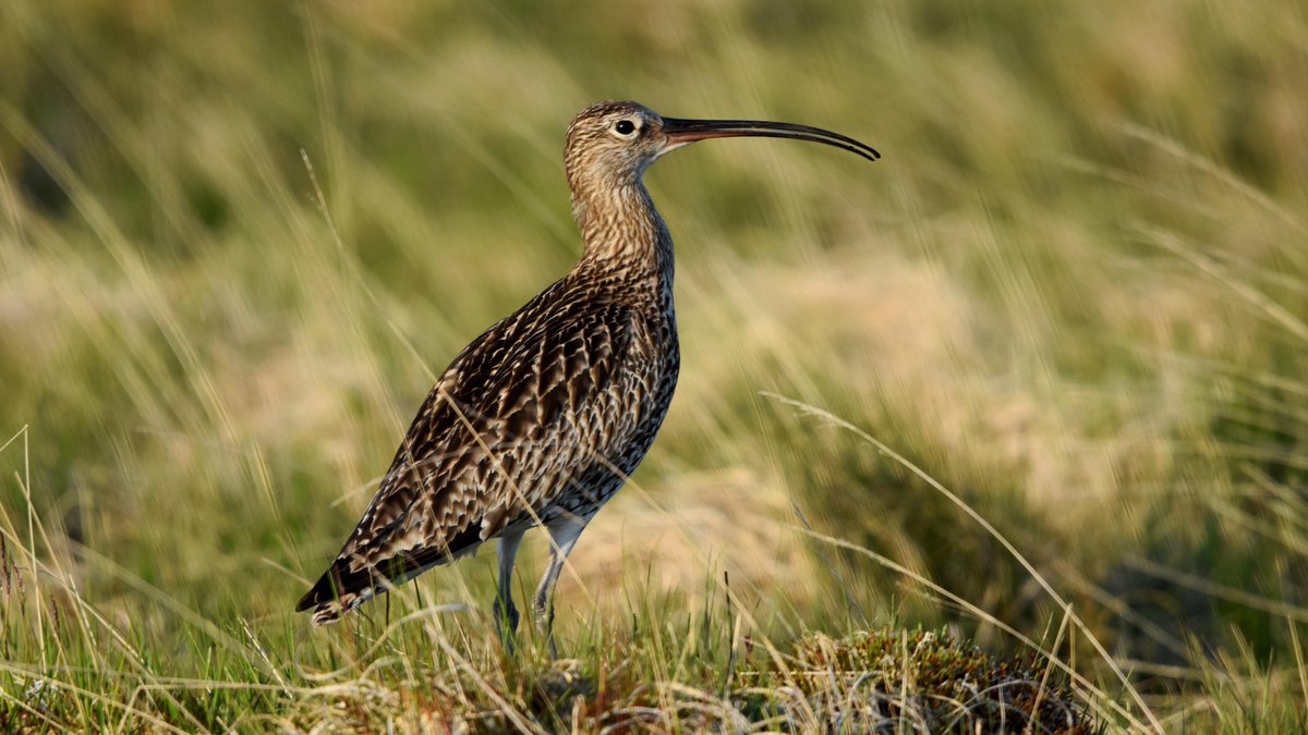 Who is this handsome wader? #WaderWeek It's a Curlew (or 'whaup')! Scotland is home to c.15% of the world's Curlews but they are in trouble and suffering from huge declines - now @IUCNRedList globally near threatened. #NatureChampioned by @JimFairlieLogie with @RSPBScotland