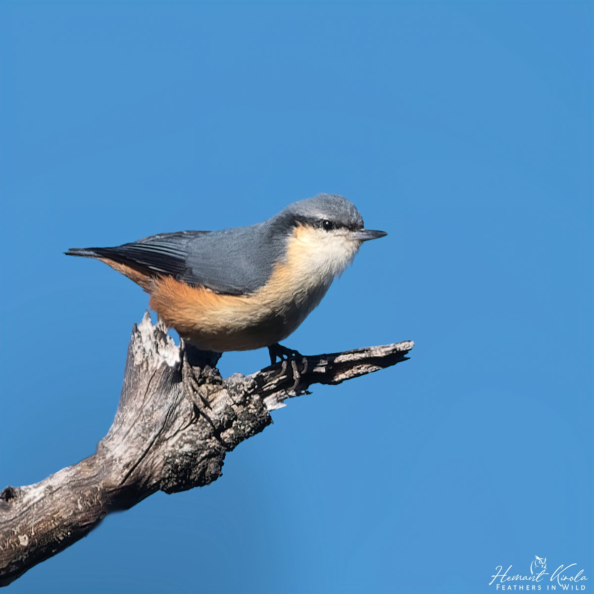 Another one for 'Bird in a Perch'.

Let's fill the X with any bird pic sitting in a perch.

A nuthatch with gray upperparts and pale orange underparts.

White-tailed Nuthatch

#IndiAves #ThePhotoHours #BirdInAPerch