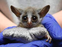 BoyeahLeah's tweet photo. @earpdivisionxpo @gregisin ONLY 9 DAYS UNTIL EDE2024!! Meet the adorable Mohol bushbaby, which feeds predominantly on insects and gum. The gum is an exudate from trees that oozes out of punctures made by insects.
#BuffysMonkeys #WelcomeHomeWynonna #Tubi #WynonnaEarp https://t.co/1dsCxcOXJ6