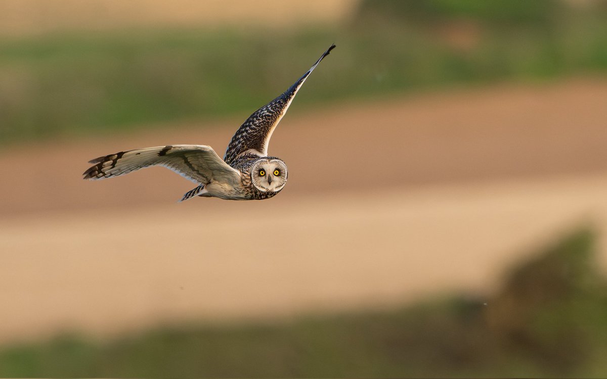 Short-eared Owl...completed it mate. @UKNikon @onestopnature @BBCNorfolk @DalegateMarket