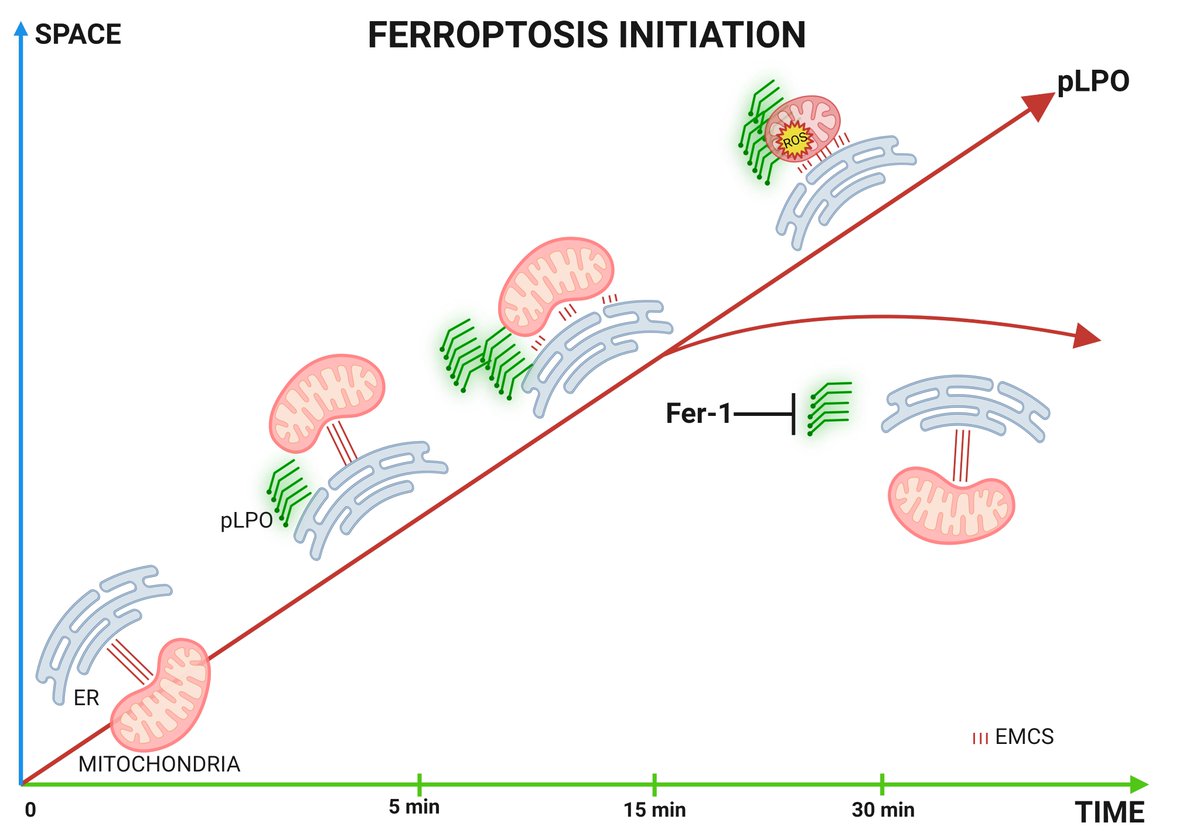 Excited to share our new preprint showing ER-mitochondria contact sites as apical nexus of lipid-peroxidation driving ferroptosis. Kudos to our @SassanoLivia & thx to our collaborators @LMCSLeuven, #KaganLab and @LabScorrano #ferroptosis #contactsites #ER 
doi.org/10.21203/rs.3.…