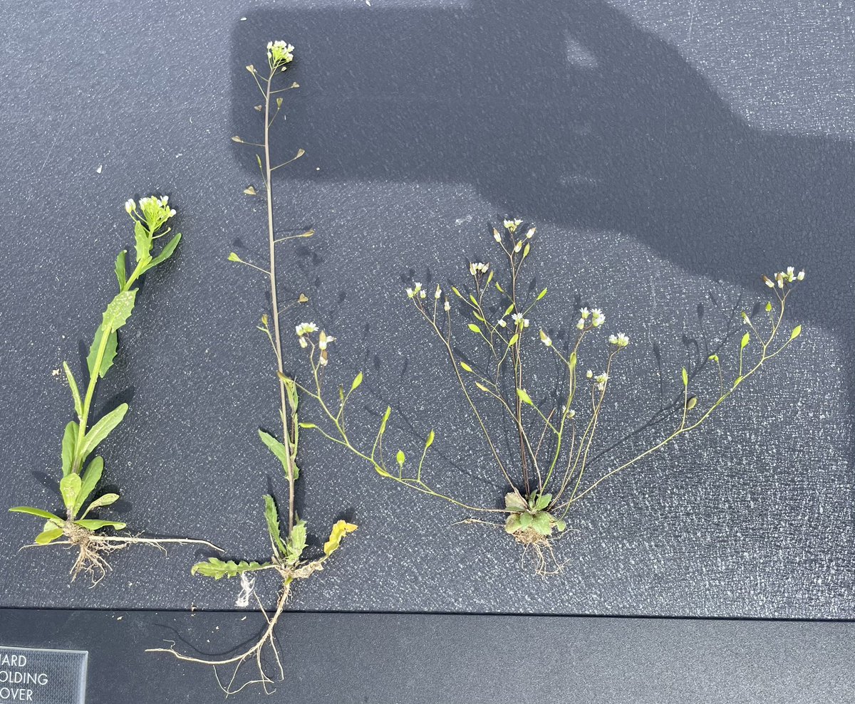 White flowering weeds in your wheat? 
stinkweed | shepherds purse | witlow grass
☀️ And my shadow let’s you know that the sun is shining 😂#Scout24 #ItsGrowTime