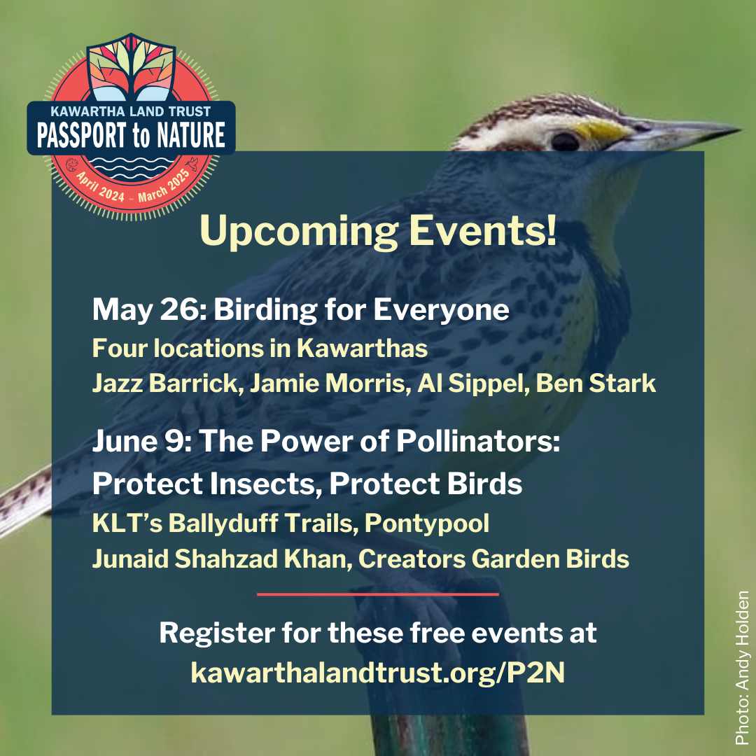 Check out two of Kawartha Land Trust's upcoming events! To learn more and register, visit: kawarthalandtrust.org/connect-with-n…

#WorldMigratoryBirdDay #Kawarthas