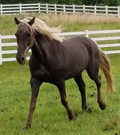 Who thinks Ranger is the best-looking therapist in the world? Ranger is one of the first horses that helped create Diego Ranch Inc. He has seen thousands of clients and tens of thousands of people through different events. If an animal could earn the Presidential Medal of…