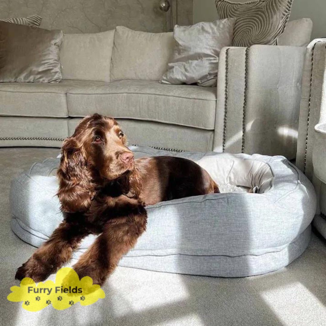 Spring into Comfort with Furry Fields' Dog Beds!

Elevate your pet's rest with our cozy, durable dog beds. Perfect for any spot in your home. 🐕💤

Shop now for springtime snoozes! 🌸

#SpringIntoComfort #FurryFieldsComfort #DogBedDreams #BloomWithFurryFields #PawsAndRelax.