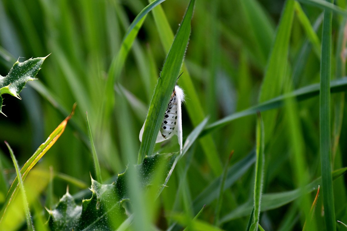7/5/24 While doing Butterfly servey at Somerleyton Estate i spotted this moth in the grass. Thinking White Ermine ?  @BC_Suffolk
