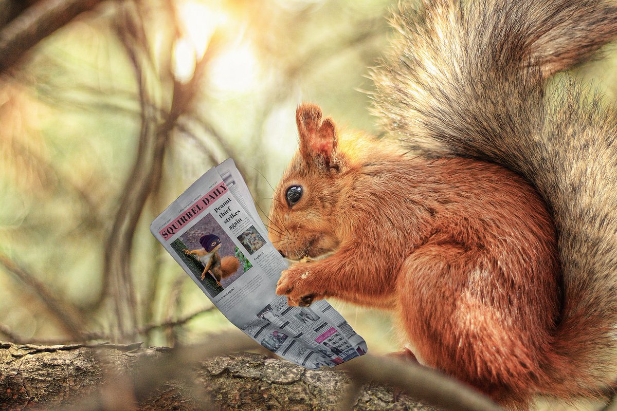You won't be able to read the Squirrel Times, but with a Dorset Library card - you can access a range of national and local newspapers for free through @Newsbank. Take a look orlo.uk/KGy0V
#free #readthepapers #dorset #dorsetlife