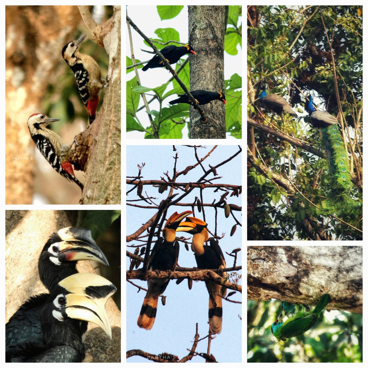 Duos of Mahananda
#IndiAves #TheDuos @IndiAves @NatGeoIndia @Britnatureguide @lumix_india @NatGeoPhotos #BirdsSeenIn2024 #BirdsOfTwitter #TwitterNatureCommunity #BBCWildlifePOTD #NaturePhotography #birdwatching #dailypic #photooftheday #birds #TwitterNaturePhotography #BirdsOfX