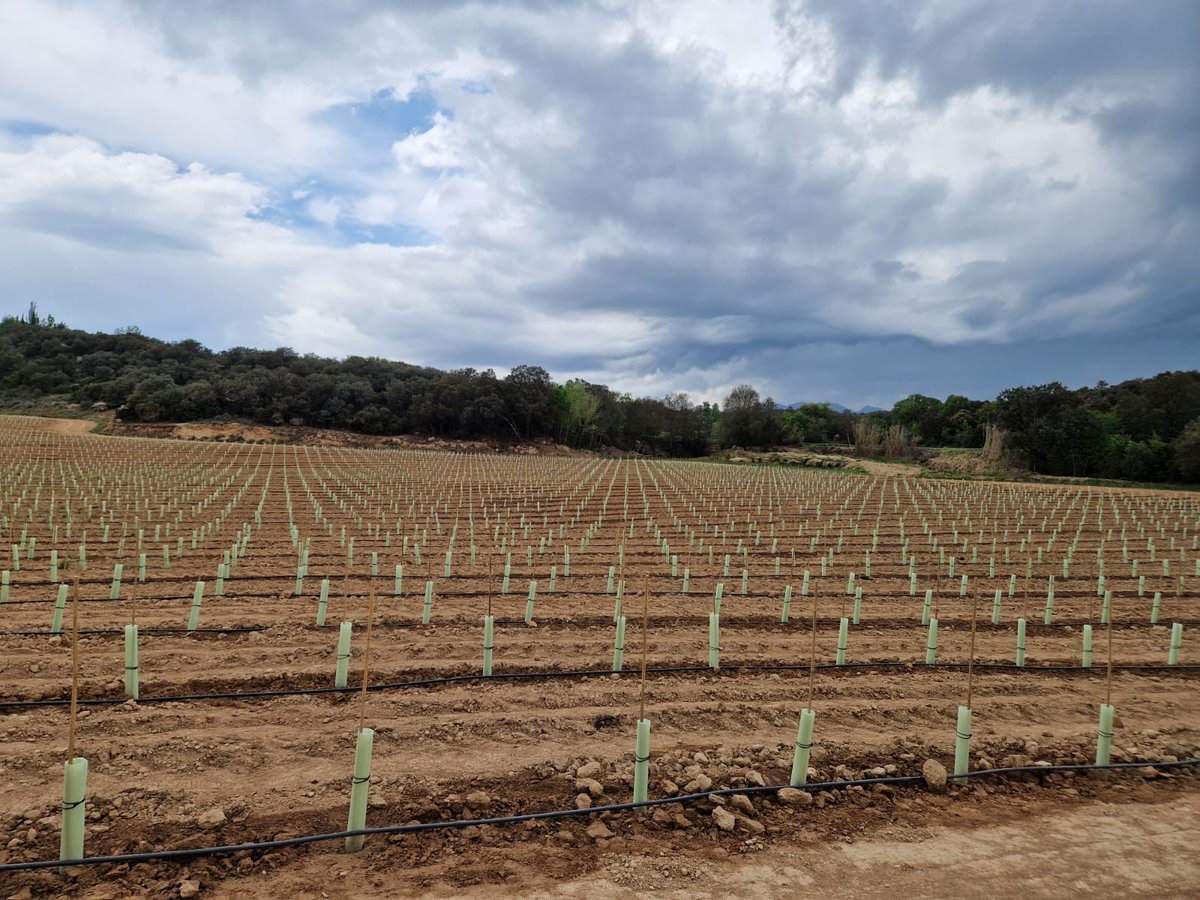 Vinya El Xiscar: Nova plantació de Viognier | Celler Costers del Sió | D... youtu.be/ilh_skjjYZY?fe… a través de @YouTube