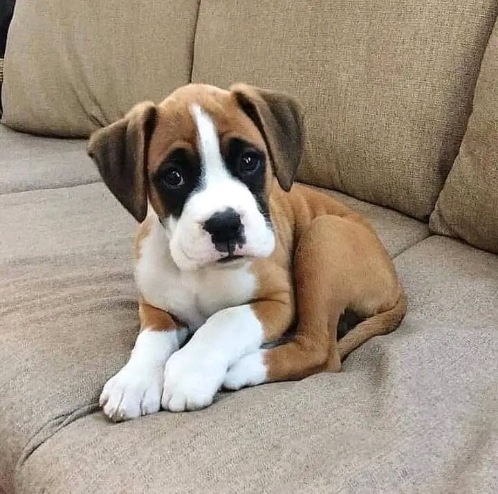 So nice boxer