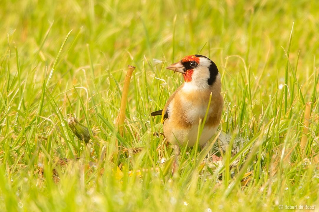 Am European goldfinch foraging in th tall grass 🌾 . Putter 🇳🇱 . . . #europeangoldfinch #goldfinch #finch #finches #putter #putters #bird #birds #birdphotography #birdlovers #birdlover #birdlove #birdwatching #birding #birdingphotography #birder #birdwa… instagr.am/p/C6rD7iqqSJZ/