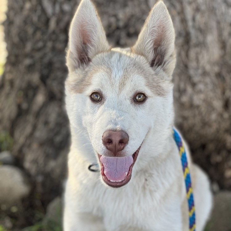 #petoftheday Buckley is a 9 m/o Husky who is thriving while awaiting his forever home. Buckley enjoys daily walks and is great with kids. He’s learning how to be an indoor pup & coming into his personality! 

🐾 Contact:  Love Leo Rescue 
🐾 Visit: wagtopia.com/search/pet?id=…