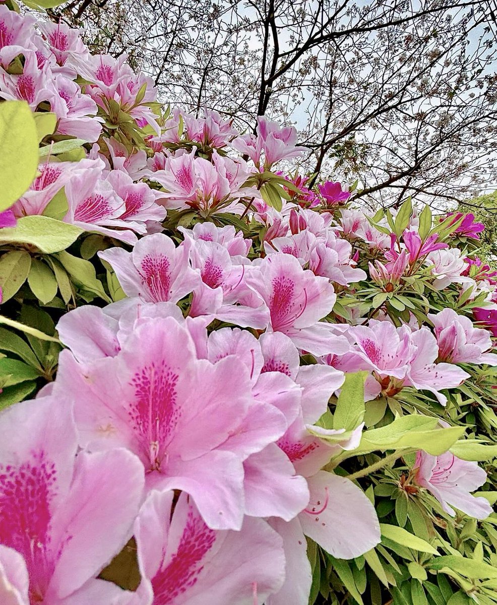 "Puedes quejarte porque los arbustos de rosas tienen espinas, o puedes regocijarte porque los arbustos de espinas tienen rosas. Todo depende de cómo veas la vida, como un milagro o como un error, todo depende de lo que tienes en tu corazón".ca💜🙌🏼

Buenos días!!