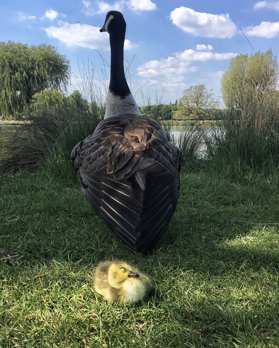“I wonder if I will ever be as big as Mummy?”

@theroyalparks #bushypark #canadagoose #gosling #birdphotography #wildlifephotography