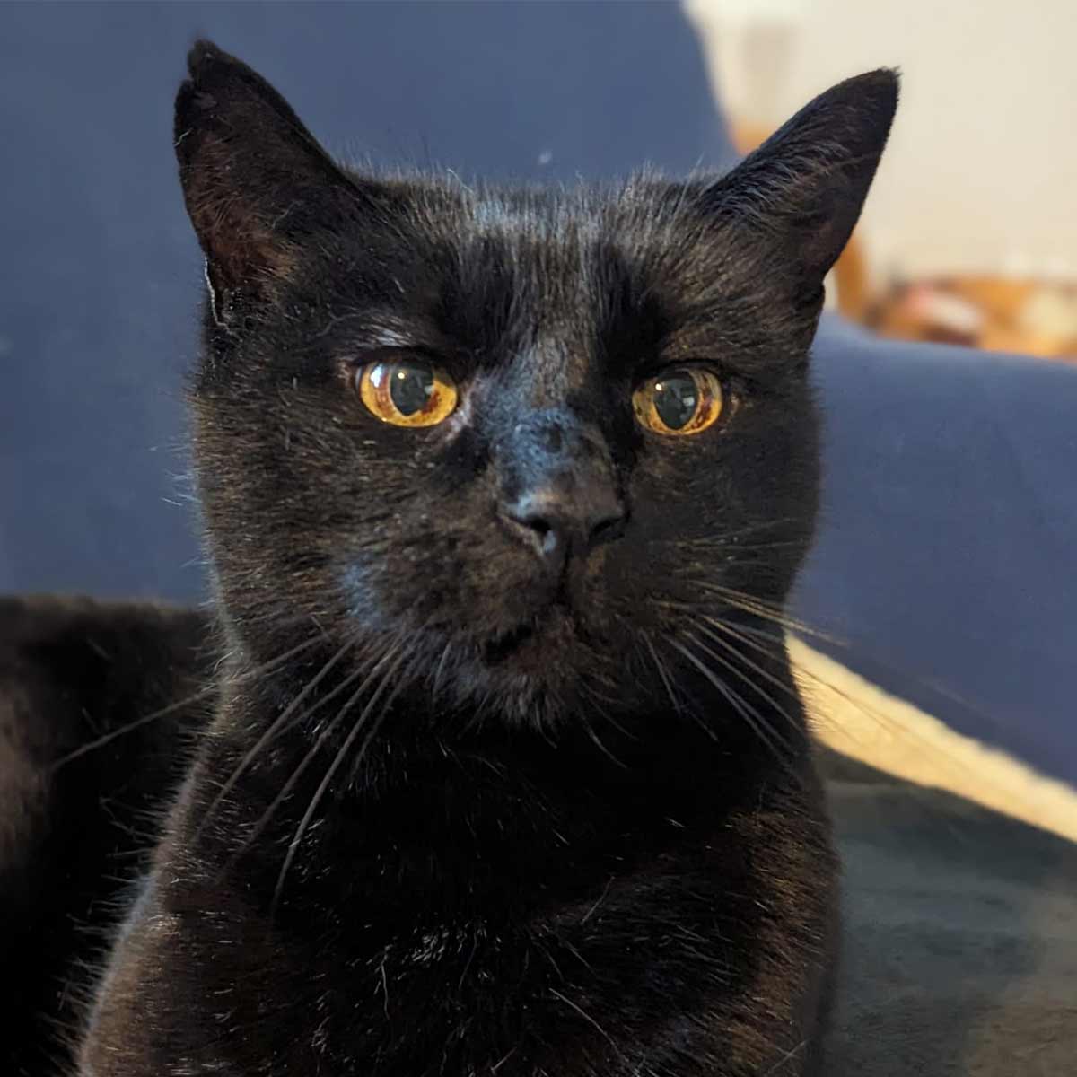 Meet Murphy, a fourteen-year-old feline looking for a retirement home. He’s cuddly, friendly and, despite his years, adores some playtime!! bit.ly/44tOrHf