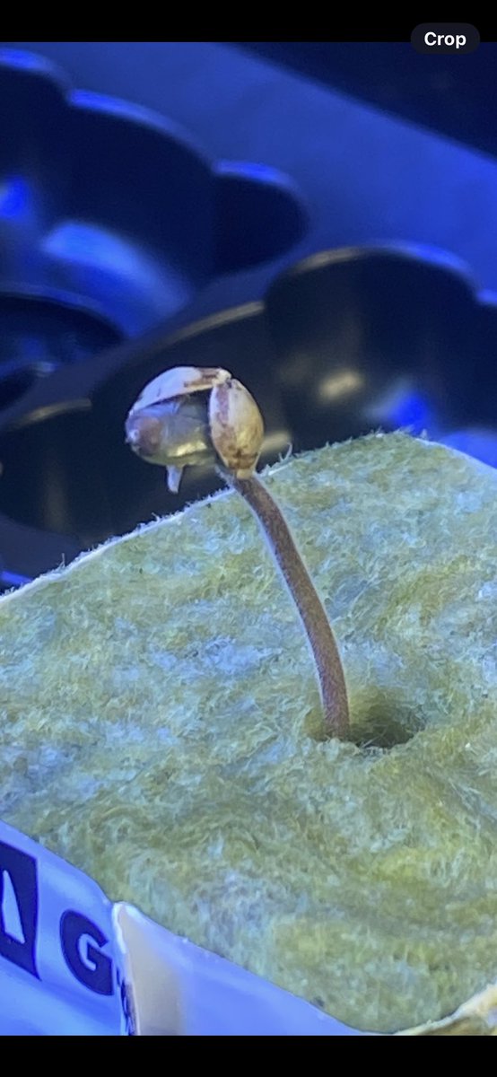 jmo22966085's tweet photo. #Masterkush #Nirvana seed bank. day 3 after being popped by wet oaper towel method and hand planting with tweezers root down with 100% success rate and looking very healthy. The seeds are over 15 years old kept in my seed bank freezer. In double packaged moisture barrier bags. Over 15 years, that’s pretty sweet. It’s hard to believe that one of these seeds has the potential to grow torso sized buds, i’m going to do a bit more training to these plants, i want the bud to be denser and be top quality smoke, humidity levels will be kept to 50% and slightly below. Stoked to revisit this run, i rarely pop seeds but love the process and the results are always eye popping. 🤪