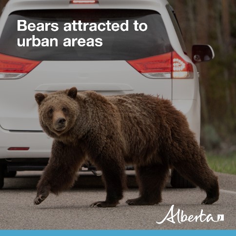 (1/4) Bears attracted into urban areas to feed on unnatural food sources is a public safety risk because they are easily habituated and may defend the food source. -Residents should store garbage in bear-resistant and odor-proof containers or buildings.