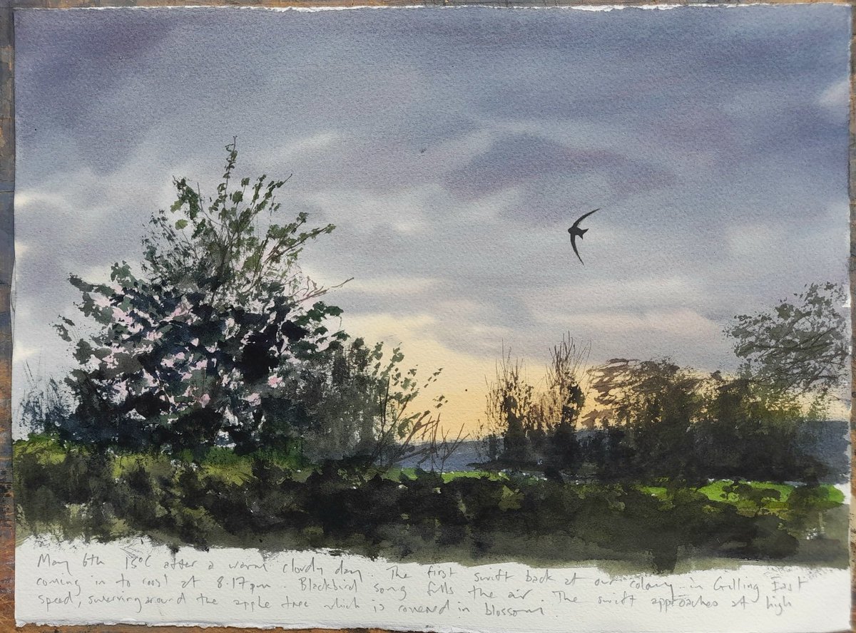 May 6th- arrival of 8 swifts at Gilling East and how they reacted to a hobby. But still no house martins nesting. Swift and house martin diary at jonathanpomroy.co.uk