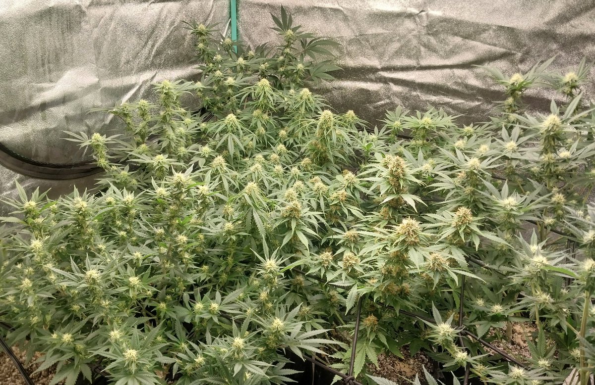destroyer1990x's tweet photo. A Lil LST, along with a couple Photos topped, ran out of room real quick!! AUTOS will be done soon and moved out!¡! 
 #ILGM #Mmemberville #growyourown #MDOLW https://t.co/wQqjR2udAi