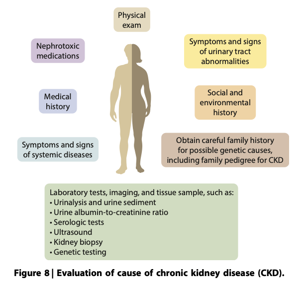 Once you dx CKD it is important to determine the cause.
[PP] Establish the cause using:
❇️Clinical context
❇️Personal and family hx
❇️Social &amp; environmental factors
❇️Meds 💊
❇️Physical exam 🩺
❇️Labs/Imaging 🩻🧪
❇️Genetic 🧬 and path 🔬 dx
#NephJC
