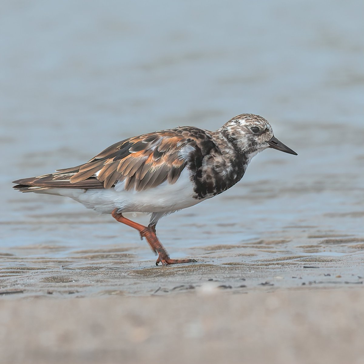 How about sharing a 'Bird in a Mud' today?

A long distance migratory shorebird, frequently seen flipping stones in search of small creatures.

Ruddy Turnstone

#IndiAves #ThePhotoHour #BirdInAMud