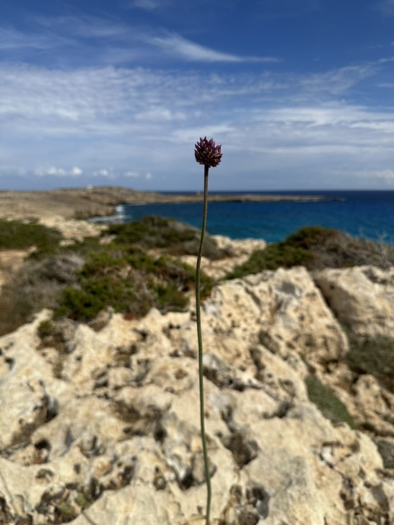 Cape Greco