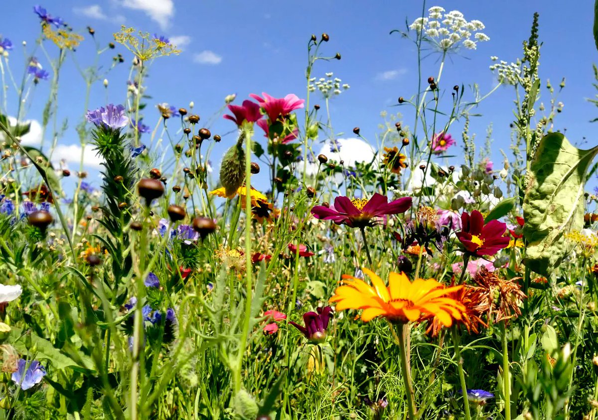 Climate change could be the primary driver of biodiversity loss by 2050, but there's still hope. Land-use change currently leads to decline, but climate change will exacerbate it. We need effective policies to protect biodiversity & ecosystem services.🌍🌱
eu1.hubs.ly/H08-tXF0