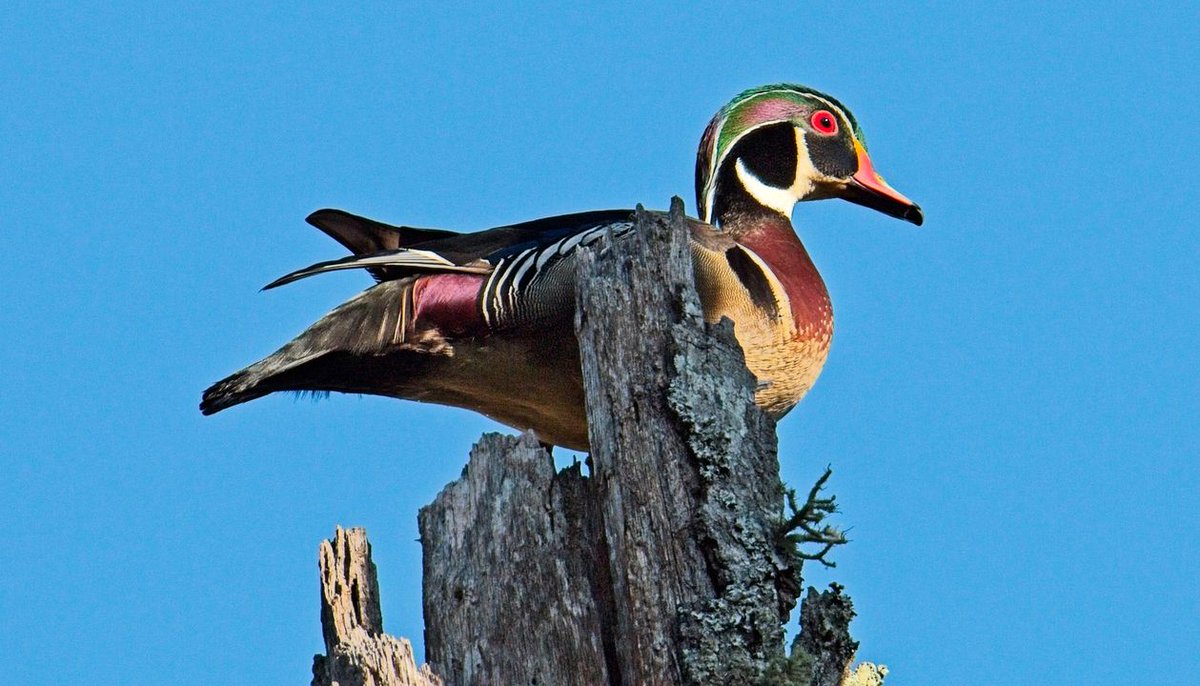 Have you seen one of these gorgeous Wood Ducks along the #AmericanTobaccoTrail? The males (shown) are one of the most colorful North American waterfowl, while the females are more muted but still beautiful. 📸:Bob Oberfelder