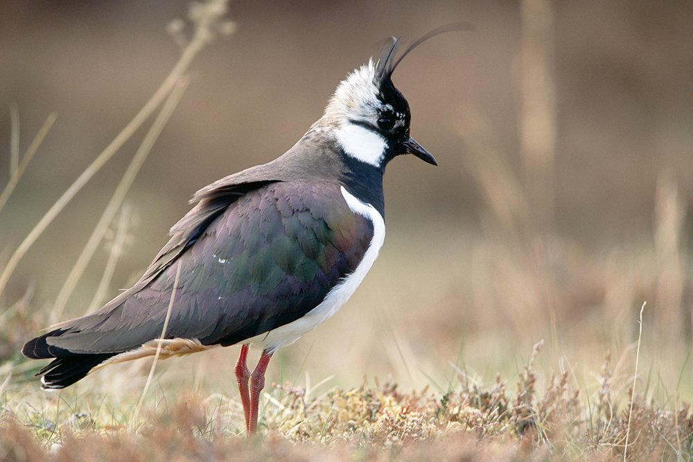 Peeeeeeeeewit! The Lapwing gets its alternative name, the 'peewit', from its piercing display calls, whereas its proper name describes its wavering flight. #NatureChampioned by @RichardLochhead with @RSPBScotland 📸@NatureScot #WaderWeek