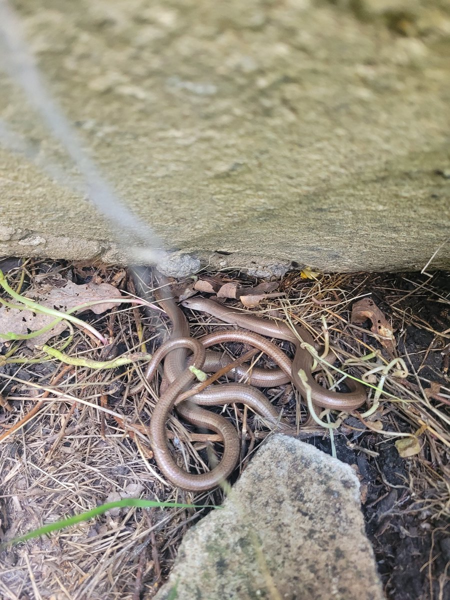 Some good sized Slow Worms in Devonshire. So many of them they are under virtually every rock