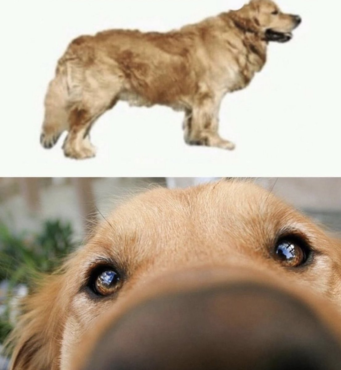 This dog can smell the person who farted