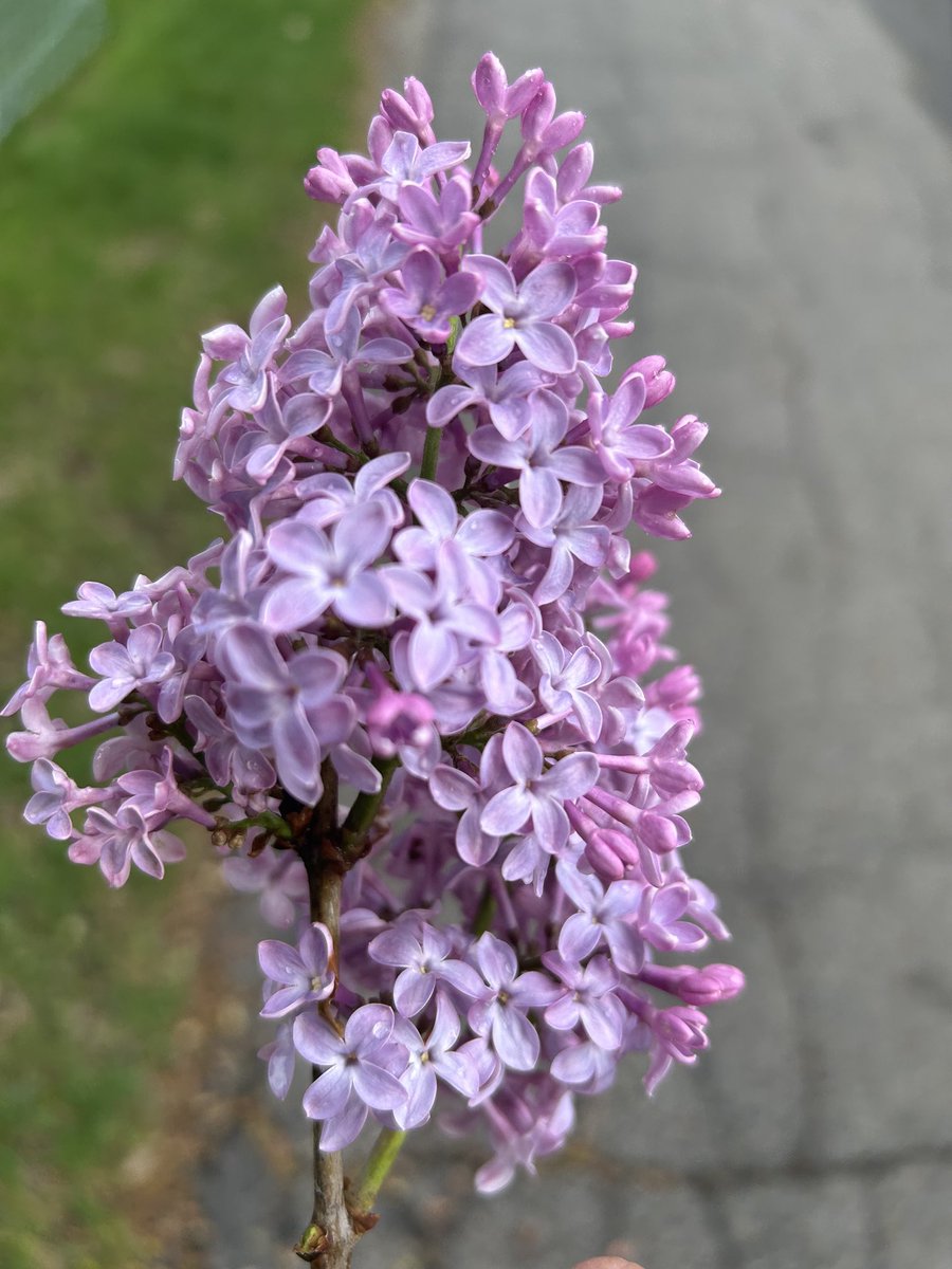 Lilacs. Under rated.