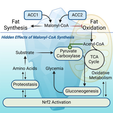 Hepatic malonyl-CoA synthesis restrains gluconeogenesis by suppressing fat oxidation, pyruvate carboxylation, and amino acid availability dlvr.it/T6Y7zX