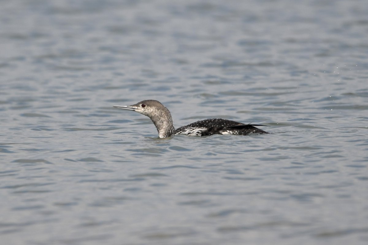 Red-throated Diver working its way slowly east past Selsey Bill this afternoon. @SelseyBirder
