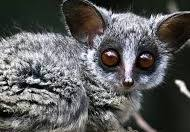 mydogsnoopy's tweet photo. @BoyeahLeah @earpdivisionxpo @gregisin The Mohol bushbaby is a medium size species with a head-and-body length of 15ย cm (6ย in) and a tail of 23ย cm (9ย in).
SINGLE DIGITS til EDE2024!!!
#BuffysMonkeys
#WynonnaEarp #Tubi #WelcomeHomeWynonna https://t.co/ENz6uu6e18