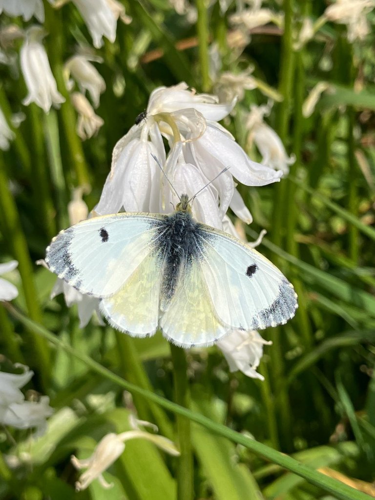 🦋 Has anyone else seen a lot of Orange tip butterflies, Anthocharis cardamines recently? This beautiful female Orange tip was spotted at one of our nature reserves. They prefer damp habitats but can be regularly spotted in gardens 🌸