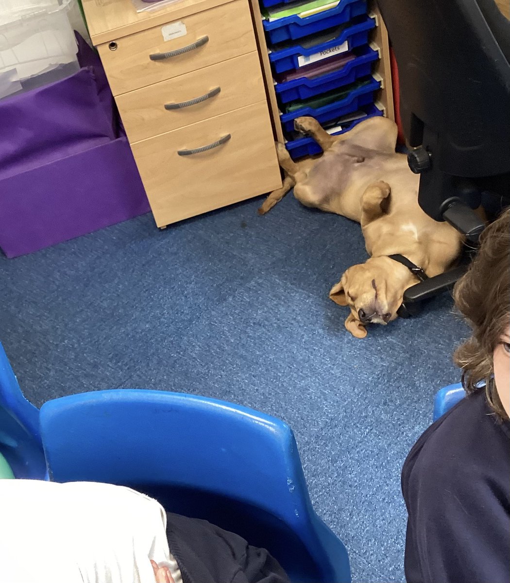 Wild Bank Primary School 💙 (@wildbankprimary) on Twitter photo Maths was quite challenging today so <a href="/Odie_WildBank/">Wild Bank Odie</a> decided he would prefer to sleep through it! <a href="/TrustVictorious/">Victorious Academies Trust</a> Maths was quite challenging today so <a href="/Odie_WildBank/">Wild Bank Odie</a> decided he would prefer to sleep through it! <a href="/TrustVictorious/">Victorious Academies Trust</a>