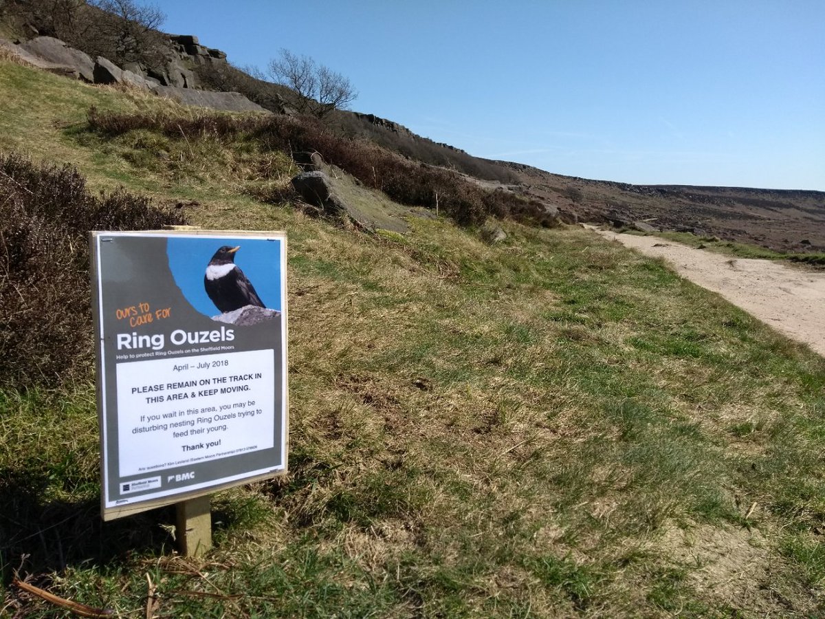 Aimhigh09's tweet image. Look out for signs at Stanage &amp;amp; Burbage indicating the presence nearby of Ring Ouzel nests &amp;amp; heed the directions to avoid those areas. Climbers &amp;amp; walkers have earned a good reputation for being willing to share our gritstone uplands with these special birds. 📸 @kimleyland