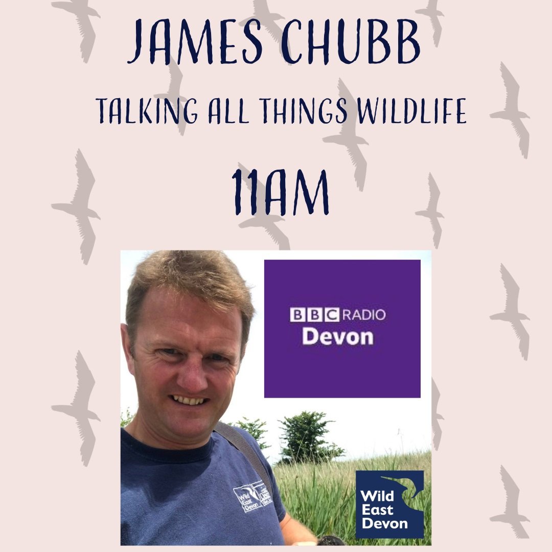 🎤 Why not join our team manager James Chubb on Caroline Densley's show on BBC Radio Devon. Talking about spring wildlife and the exciting things to come! On just after 11am 🐦 #wildeastdevon #bbcradiondevon #radio #springlife #wildlife #jameschubb #nature #devon