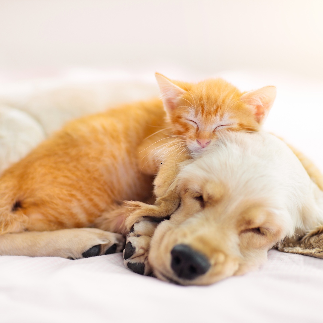 Happy National Pet Week! 🐾 Does your furry friend leave a little extra love on your mattress? Check out our mattress care guide to learn how to keep it fur-free and fresh! Click here: bit.ly/49XGBYE