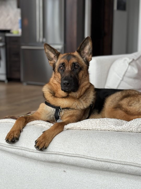 This is just one of the friendly faces ready to help you at Car Tender.
#washington #pnw #pacificnorthwest #autorepair #seattle #shoplocalseattle  #seattlebusiness #supportseattlesmallbiz #washingtonsmallbusiness #dog #dogsofinstagram #dogs #dogstagram #instadog #doglover