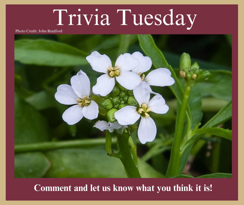 It's Trivia Tuesday! Can you name this native plant? Comment 'A' or 'B' below, and stay tuned for tomorrow's answer reveal.