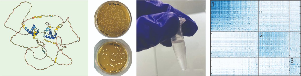 Join our Group ! We are looking for one PhD student to explore the "Molecular Basis of Transcription Factor Evolution". Find out more here and apply: drive.google.com/file/d/1nd_pPv…