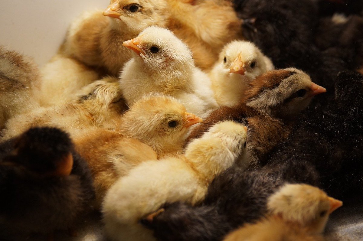 #Influenza aviaire : quels sont les risques de la propagation mondiale de la grippe aviaire pour l'humain? Interview de Jean-Luc Guérin (vidéo) #ENVT ow.ly/Ovxt50RyeaV