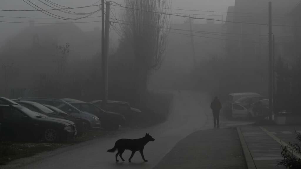 Abattage de chiens errants dans l'Aveyron: le tribunal administratif suspend l'arrêté préfectoral l.bfmtv.com/1f92