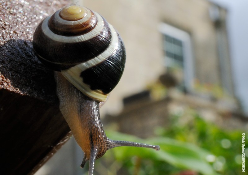 Slugs and snails form an important part of the garden ecosystem, from recycling waste to providing food sources for many other species! Check out this #WildAboutGardens guide to learn more about our molluscs 👇 wildaboutgardens.org.uk/sites/default/… #NationalGardeningWeek @The_RHS